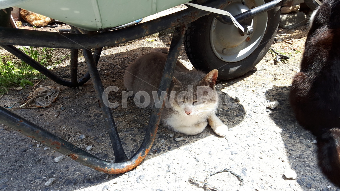 고양이,고양이섬,아이노시마,냥냥이,일본고양이섬