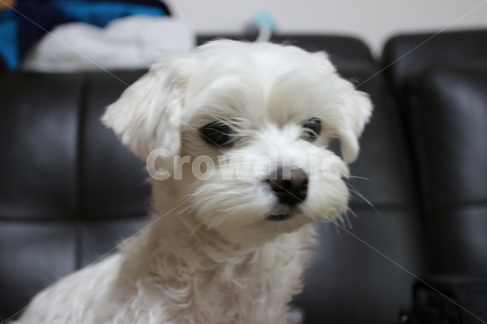 개,dog,mammal,pet,animal,동물,puppy,소파,강아지,sofa,동물,animal,포유류,mammal,개,강아지,dog,doggy
