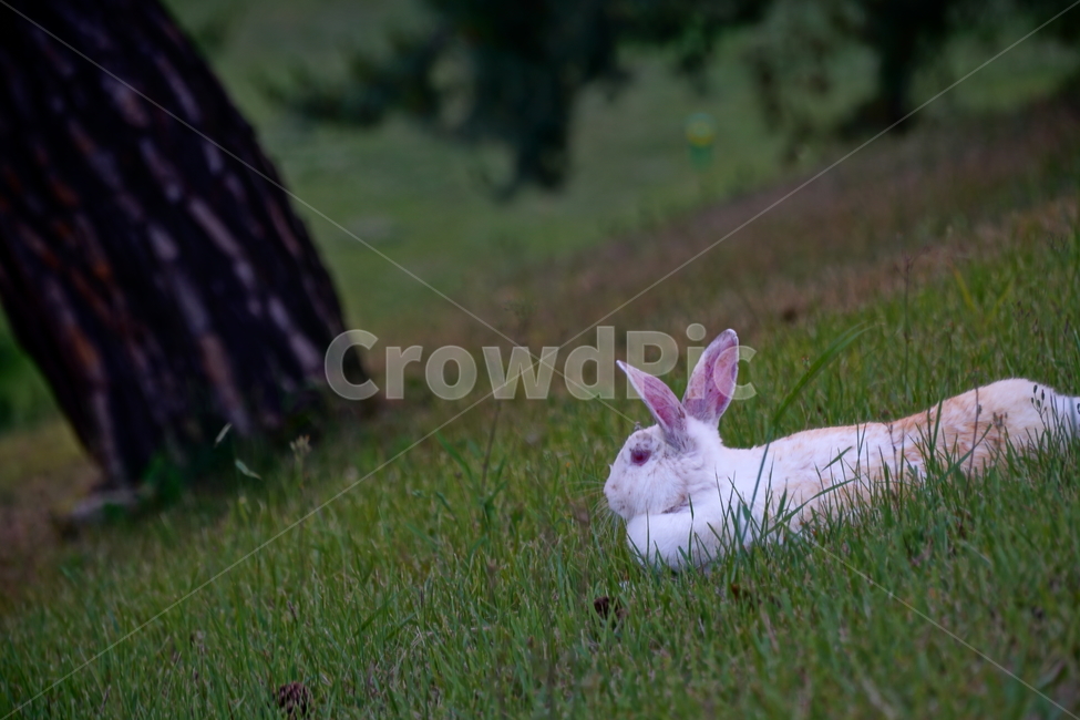토끼,동물,자연,포유류,잔디,풀,nature,animal,rabbit,산토끼,식물