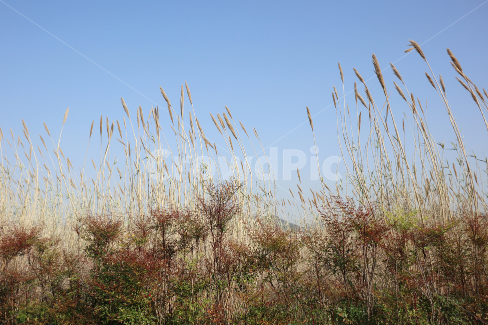 주남저수지,창원,풍경,하늘,갈대,자연,풍경,nature,landscape,plant,식물,grass,잔디,lawn