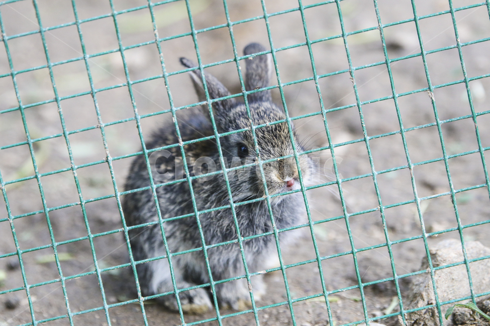 토끼,동물,철조망,동물농장,rabbit,동물,animal,포유류,mammal