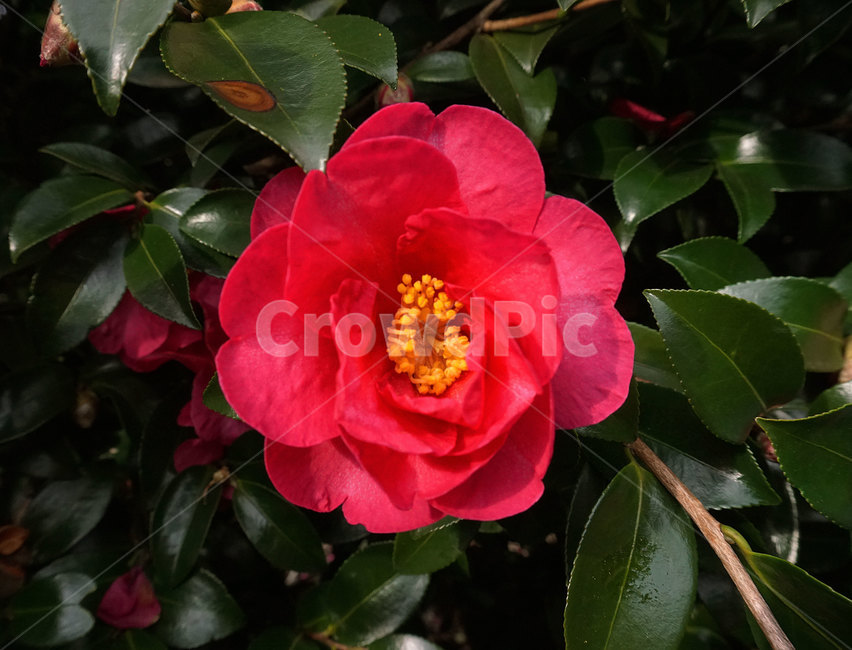 동백꽃,동백,꽃,식물,카멜리아,카밀리아,flower,plant,자연,활짝핀꽃,아름다운,붉은,붉은색,빨간색,빨강,blossom,화분,nature