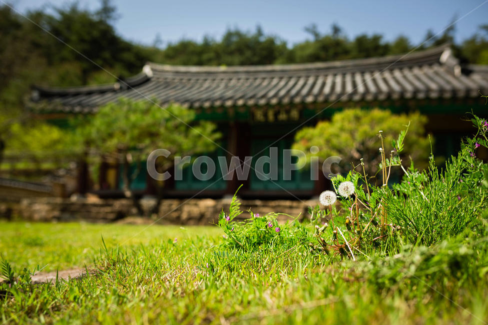 유채꽃,청보리,학원농장,고창,야외,민들레,절,한국전통,한국문화,korean traditional,korean culture,식물,자연,plants,nature