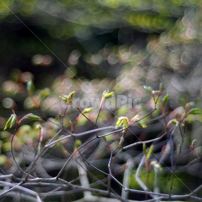 봄,새싹,자연,식물,보케,나뭇가지,줄기,식물,자연,plants,nature