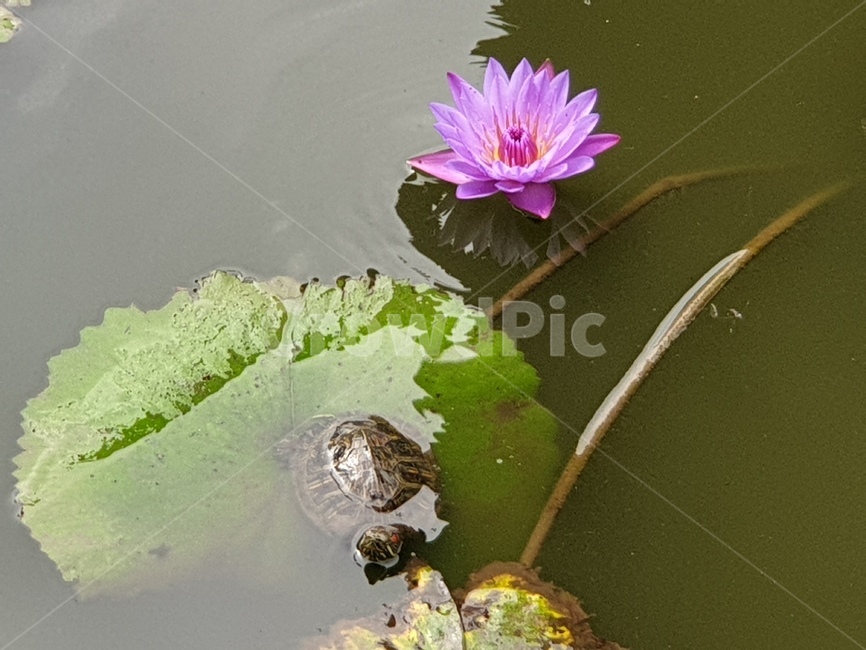 plant,식물,자연,연꽃,연잎,연못,거북이,nature