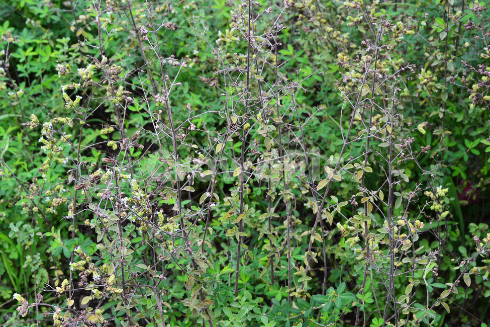 식물,스위트마조람,sweetmarjoram,자연,풀,초록색,plant,식물,자연,plants,nature