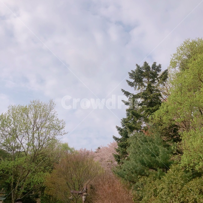 나무,식물,풍경,자연,초록,봄,감성,tree,plants,nature,season,spring,trees,wood,sensible,feeling,plant,식물,자연,plants,nature,나무,trees,wood