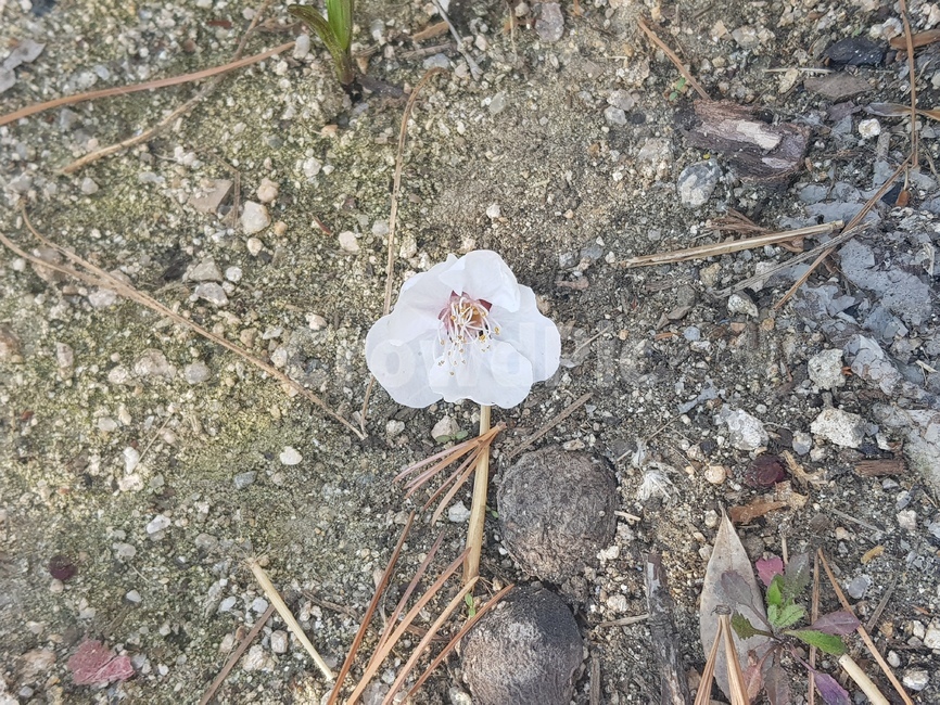 벚꽃,꽃,땅,흙,꽃잎,꽃,flower