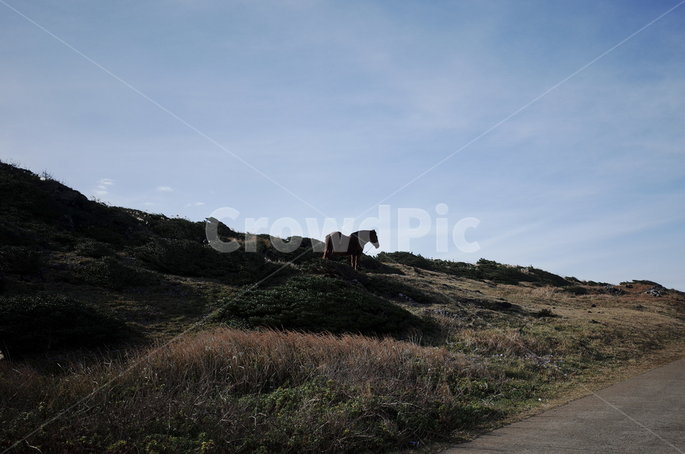 outdoors,옥외,nature,자연,ground,바닥,말,horse,언덕,hill