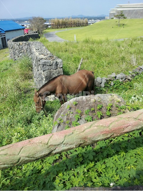 제주,말,푸른,봄,제주말,초목,공원,동물,animal,포유류,mammal,산업,industry,industrial,목축업,목장,livestock farming,ranching,pasture