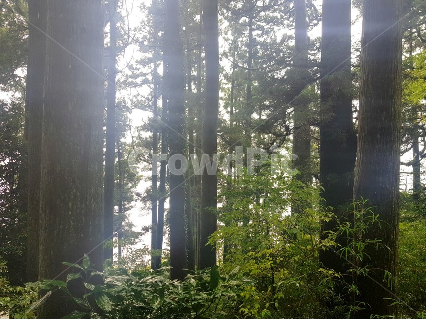 flare,플레어,light,빛,vegetation,햇빛,sunlight,식물,plant,초목,tree,나무,숲,forest,rain,식물,자연,plants,nature,나무,trees,wood