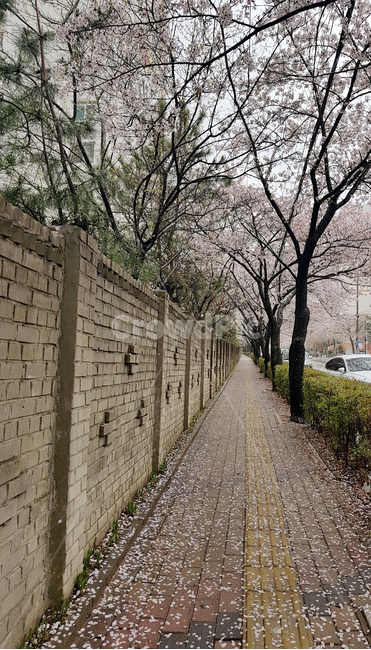 비온뒤땅,벚꽃거리,벚꽃,비오는거리,비온뒤보도,벚꽃보도