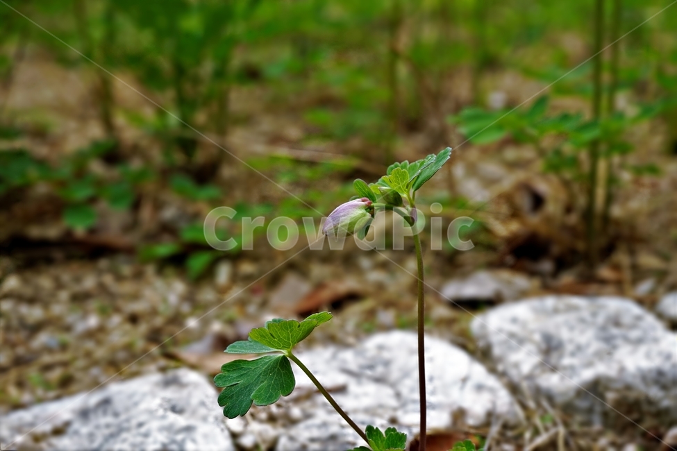 매발톱꽃,꽃,columbine,buds,leaves,beforeflowering,미나리아제비과,식물,자연,plants,nature,꽃,flower