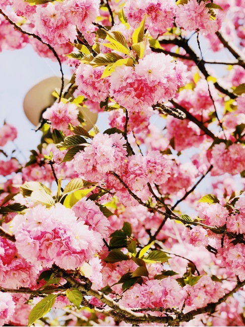 plant,식물,blossom,flower,꽃,벚꽃,봄내음,cherryblossoms,봄,계절,spring,season
