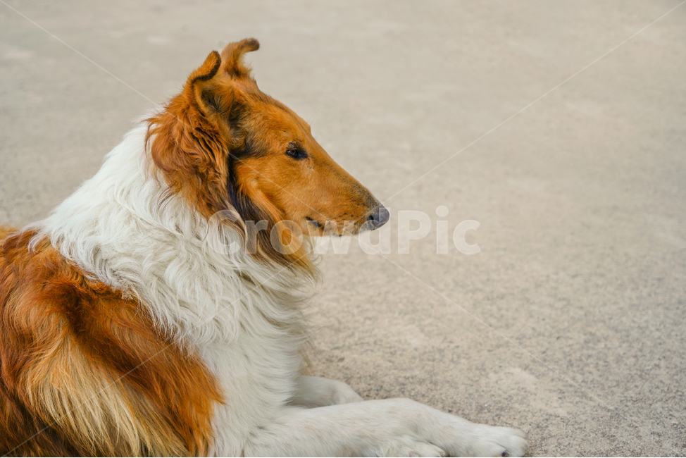 개,강아지,콜리,보더콜리,노견,동물,animal,포유류,mammal,개,강아지,dog,doggy