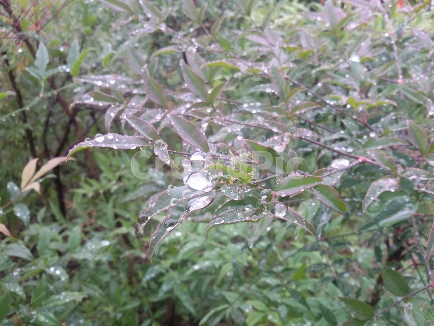 nature,자연,leaf,잎,식물,식물,자연,plants,nature