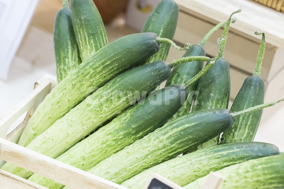 오이,야채,채소,식물,식재료,농산물,식품,채소,야채,vegetables