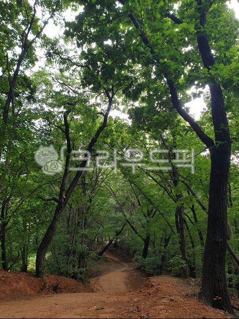 tree,summer mountain,dirt road,back mountain,walking barefoot