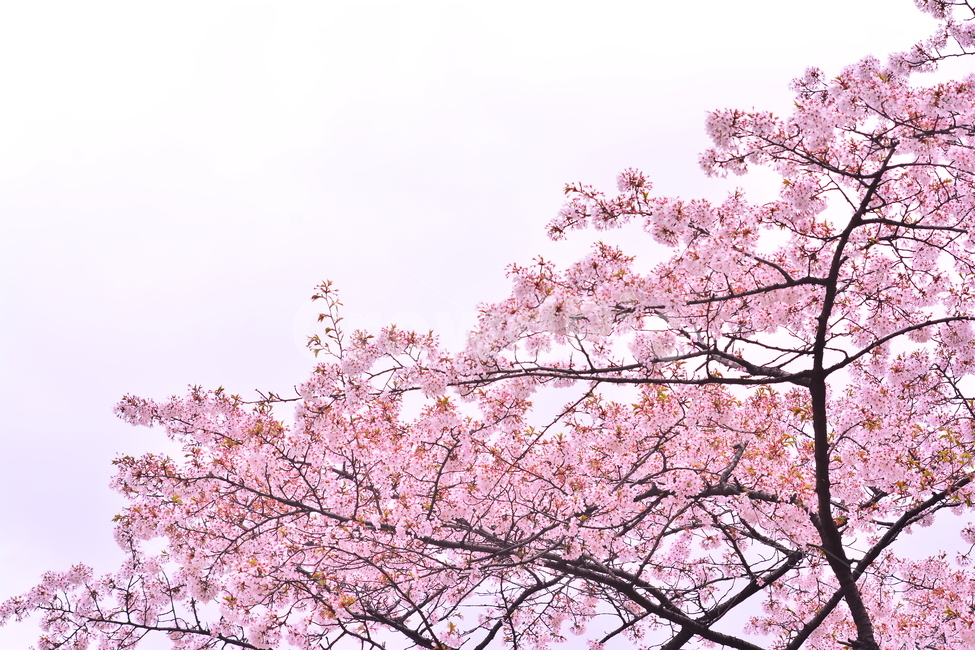 벚꽃,붐꽃,벚꽃축제,공원,시즌,계절,백그라운드,배경,바탕,spring,season,flowers,나무꽃,분홍색꽃,핑크색,pink,아름다운,화사한,화려한,예쁜,beautiful,background,3월,4월,꽃축제,체리블라썸,절정,만발,봄,계절,spring,season,자연,풍경,nature,landscape,plant,식물,flower,꽃,blossom