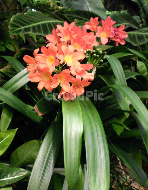 군자란,whatisagunja,꽃,flower,식물,plant,색감,색상,color,연붉은색,lightred,감성,sensble,식물,자연,plants,nature,꽃,flower