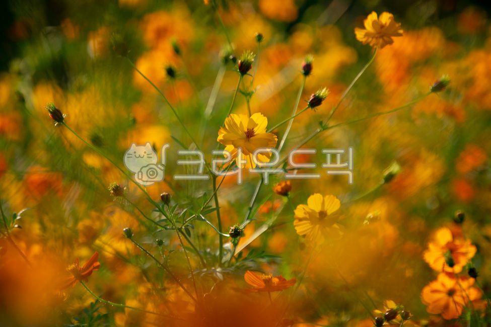cosmos,fall,autumn,flower,flower field