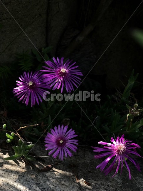 꽃,송엽국,람프란서스,flower,springflower