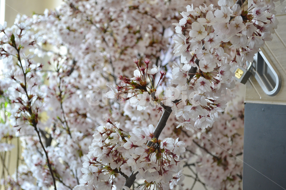 벚꽃,봄,교실,꽃,학교,school,spring,cherryblossom,classroom,사물함,cabinet,식물,자연,plants,nature,꽃,flower