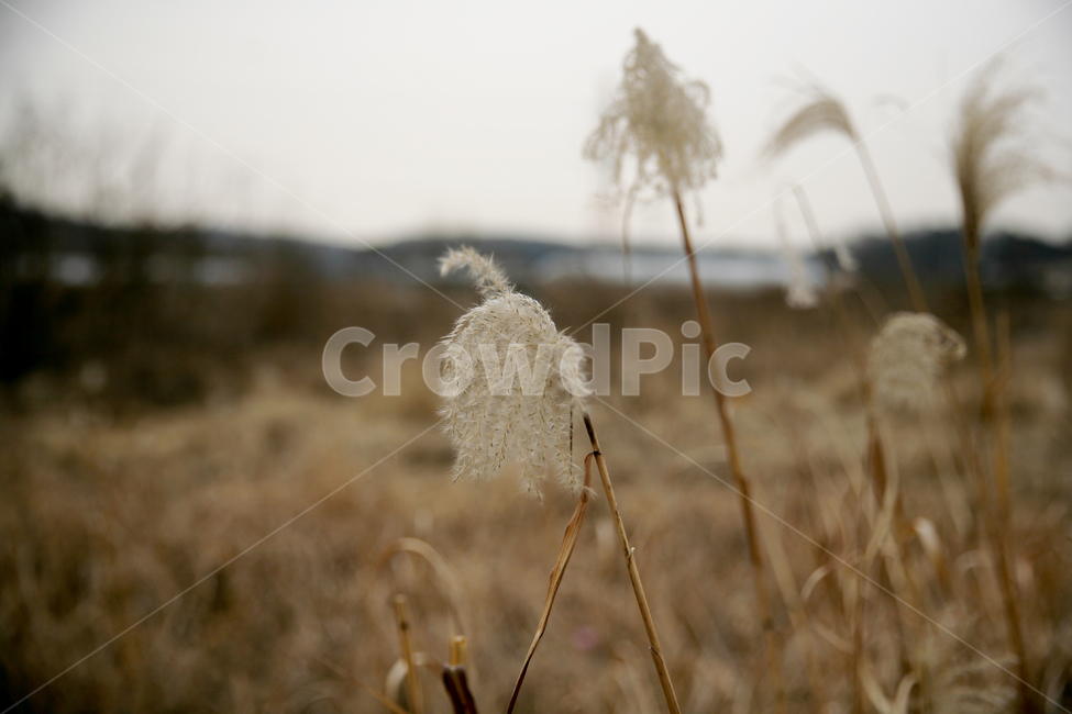 갈대밭,가을,갈대이야기,갈대,쓸쓸한,가을,계절,fall,autumn,season,grass,잔디,plant,식물,lawn,reed