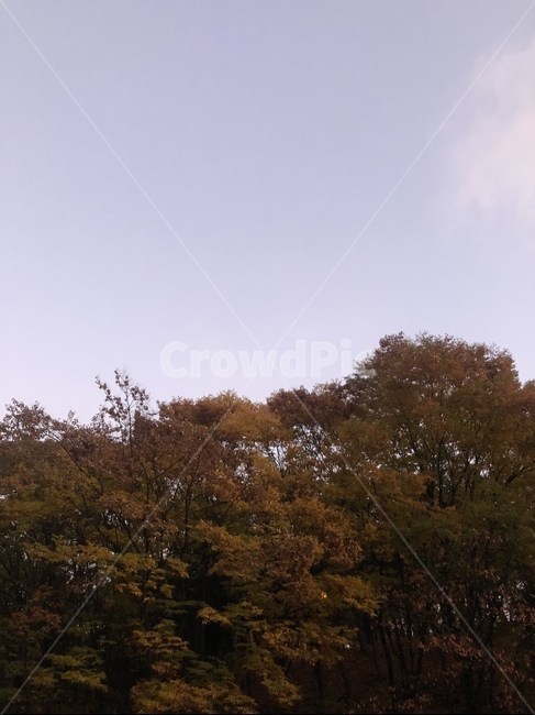노을,숲,나무,하늘,식물,plant,tree,sky,outdoor,자연,풍경,nature,landscape