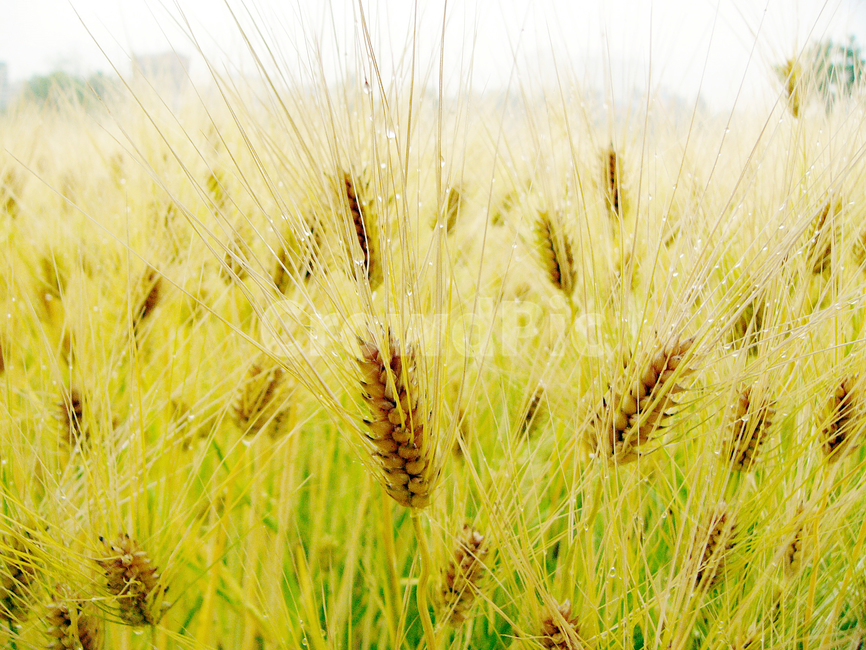 보리,곡식,곡류,보리밭,보리재배,가을,계절,fall,autumn,season,plant,식물,vegetation,초목