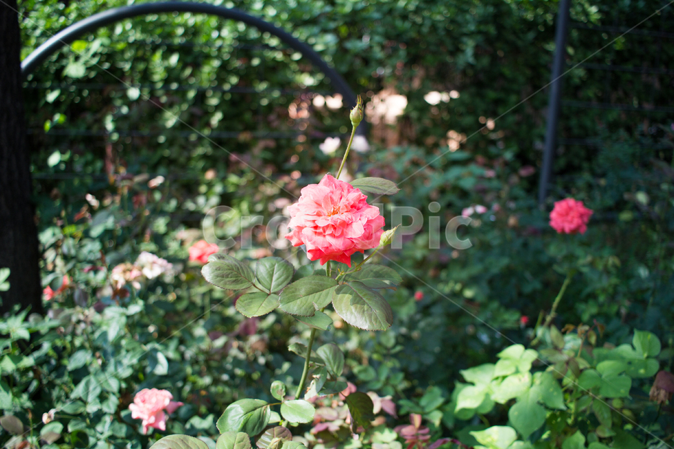 장미,가든,정원,봄,꽃,꽃잎,blossom,프레쉬,fresh,뷰티,자연,beauty,사랑,식물,자연,plants,nature,꽃,flower