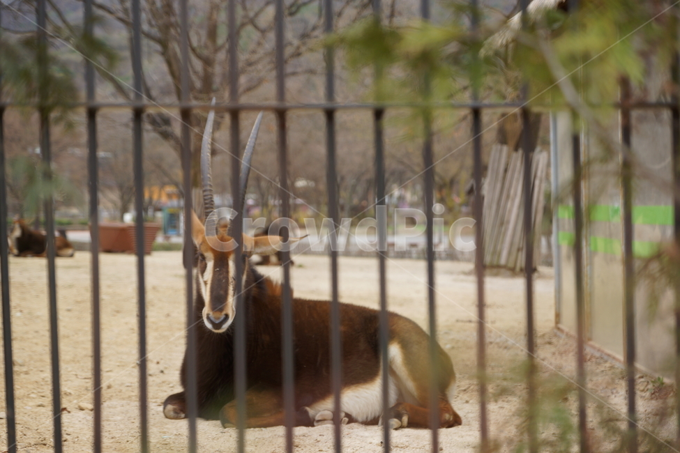 우리,케이지,감옥,동물원,사슴,동물,짐승,고독,포유류,동물,animal,포유류,mammal