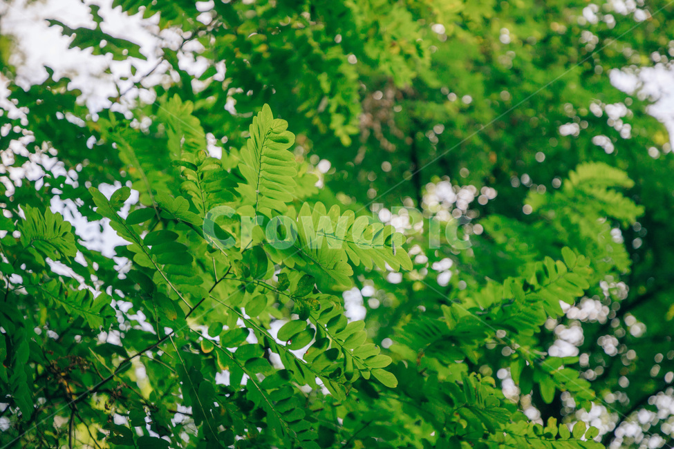 나무,나뭇잎,풀잎,아카시아,아카시아나무,초록,싱그러운,햇살,tree,green,leaf,식물,자연,plants,nature
