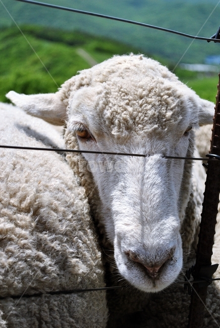 양,양떼,목장,산,초상,sheep,herd,ranch,mountain,portrait,동물,animal,포유류,mammal