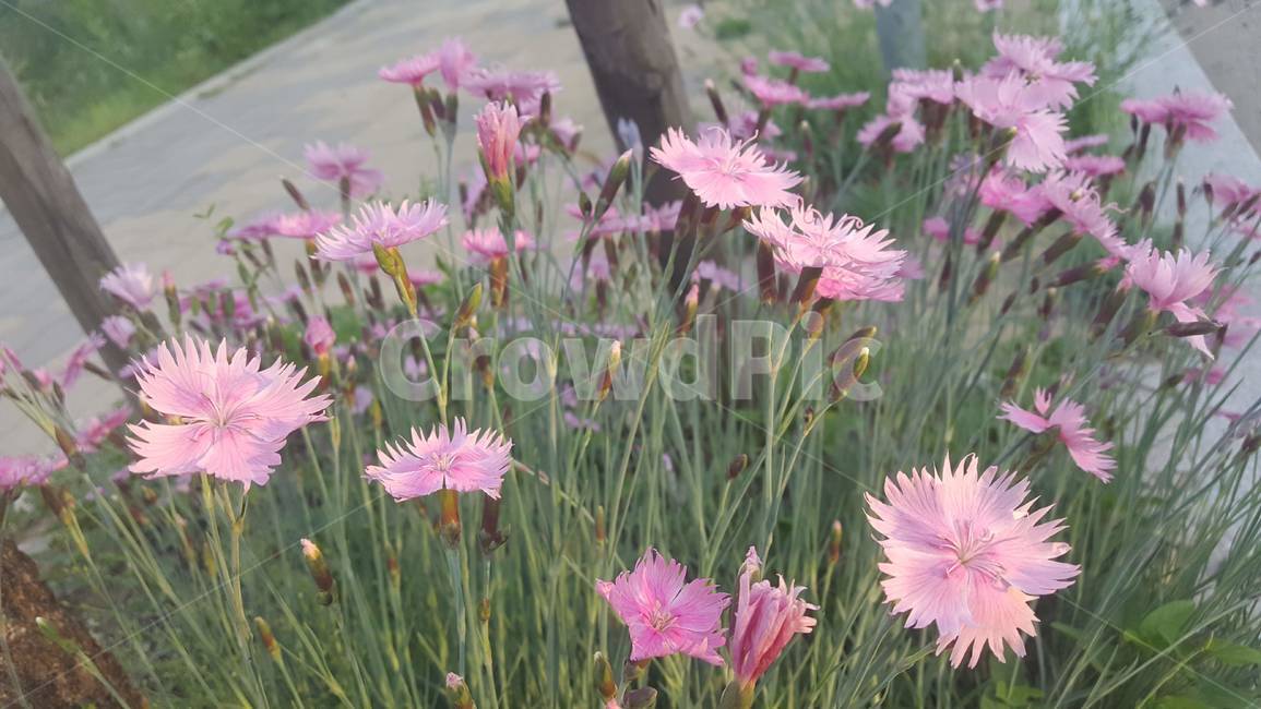 패랭이꽃,삐죽삐죽한,분홍,꽃,식물,자연,핑크,pink,석죽,석죽과,dianthuschinensis,flower