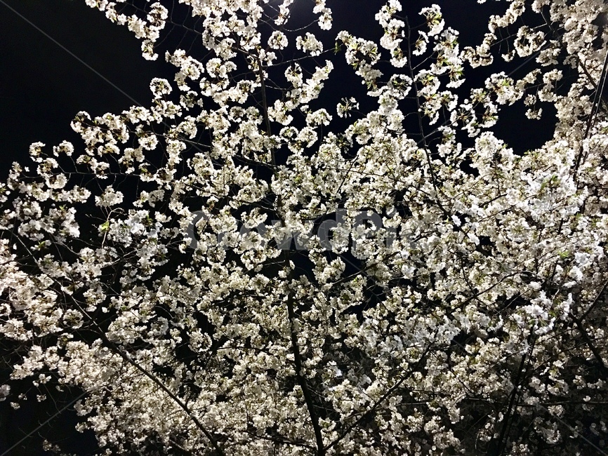 꽃,벚꽃,봄,아름다움,화사한,나무,plant,식물,봄,계절,spring,season,식물,자연,plants,nature,꽃,flower