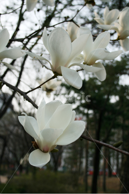 목련,산책,봄,봄날,감성,spring,flower,풍경,식물,꽃,하얀,흰색,white,봄,계절,spring,season,식물,자연,plants,nature,꽃,flower,plant