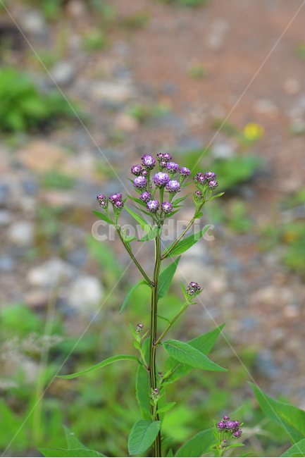 각시취,야생화,식물,자연,꽃,생태,힐링,플라워,wildflower,flower,plants,nature,season,감성,느낌,emotion,feeling,여름,초롱꽃목,국화과,취나물속,식물,자연,plants,nature,꽃,flower