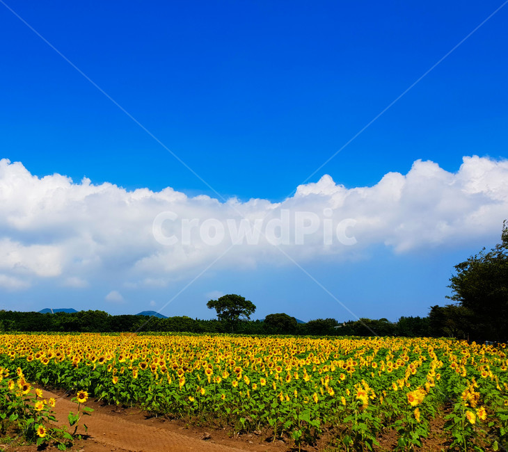 하늘,구름,해바리기,자연,nature,outdoors,나무,field
