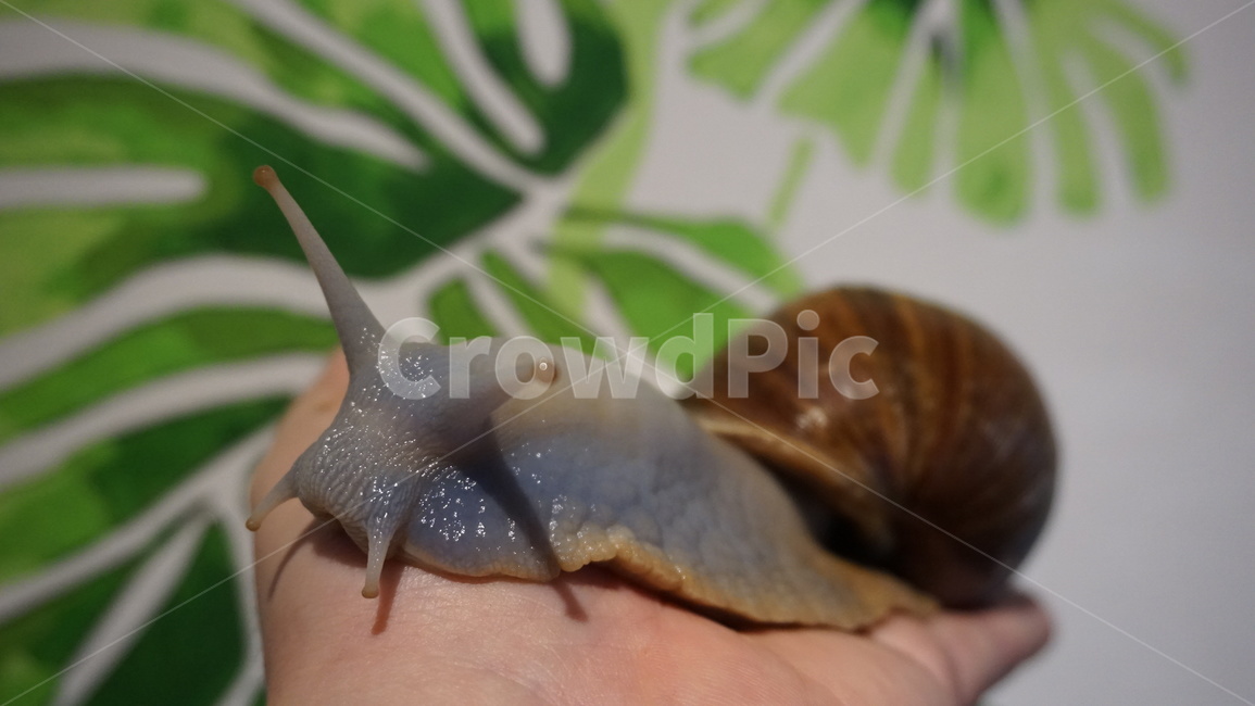 달팽이,자연,데코,데코레이션,대형,대형달팽이,생물,동물,교감,동물,animal