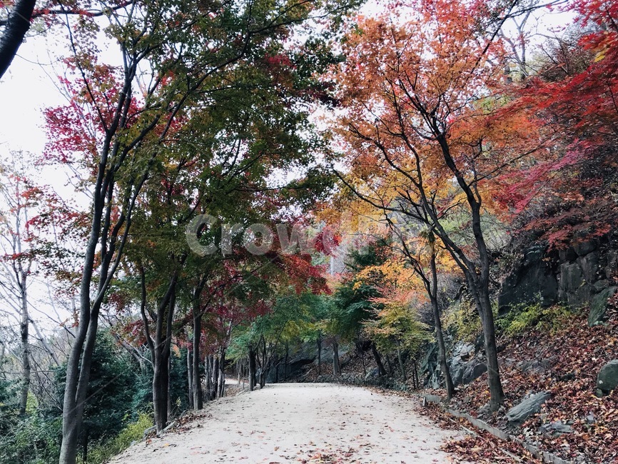 가을,단풍,가로수,산책,알록달록,울긋불긋,빨간단풍,나무,자연,풍경,배경,힐링,가을,계절,fall,autumn,season,자연,풍경,nature,landscape,tree,plant,식물