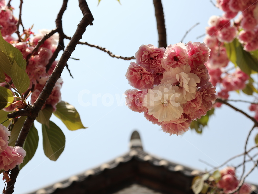 봄,꽃,벚꽃,flower,spring,감성,왕벚꽃,겹벚꽃,자연,nature,힐링,sakura,식물,자연,plants,nature,꽃,flower