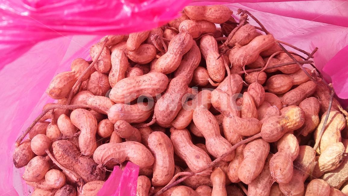 땅콩,수확,농사,텃밭,흙,가을
