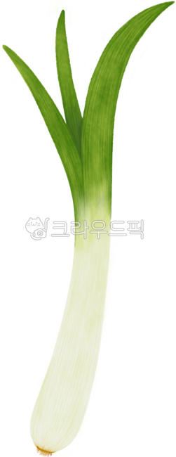 대파일러스트,채소일러스트,야채일러스트,대파png,대파아이콘,대파손그림,leek,대파요소