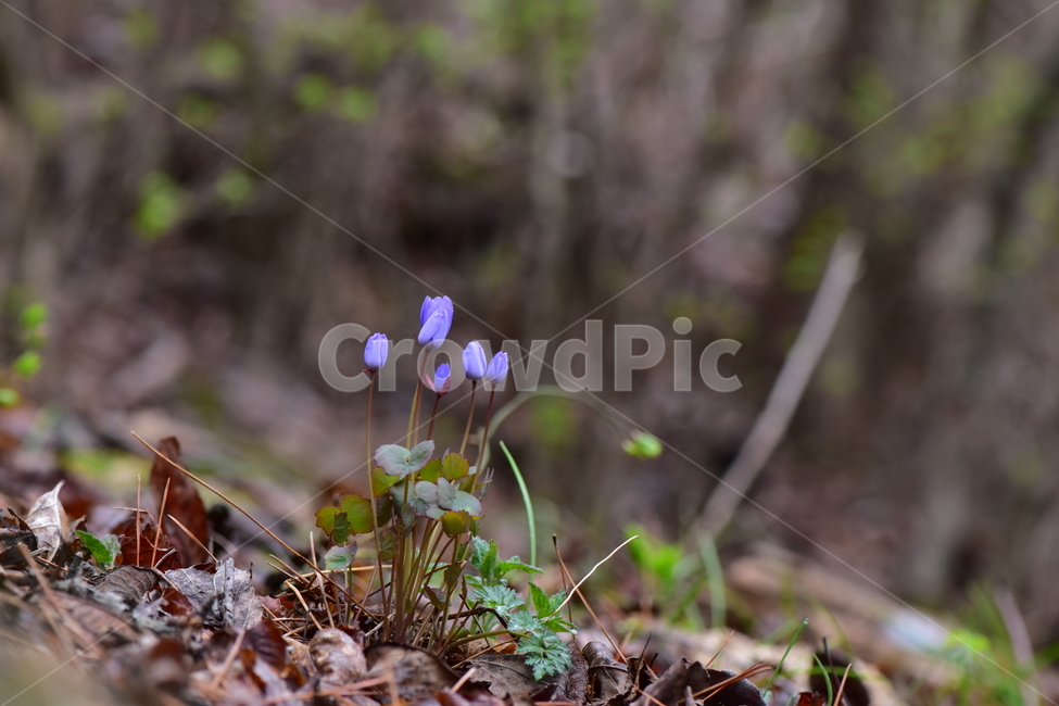 깽깽이풀,야생화,봄,꽃,풀꽃,자연,식물,식생,plants,nature,spring,season,flower