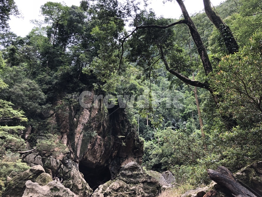 nature,자연,선둥동굴,베트남,탐험,나무,돌
