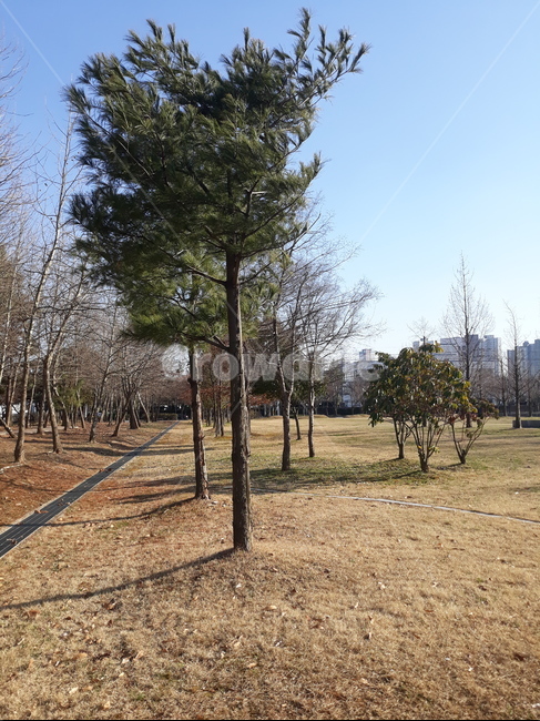 나무,잔디윈나무,공원,풍경,식물