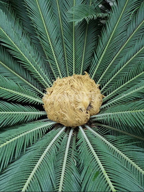소철목,소철나무,소철꽃,소철,상록관목,식물,자연,plants,nature