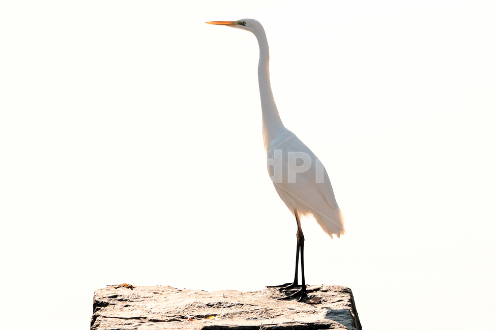 백로,새,조류,야생동물,자연,생태,생태계,whiteheron,egret,bird,animal,동물,animal,조류,새,birds