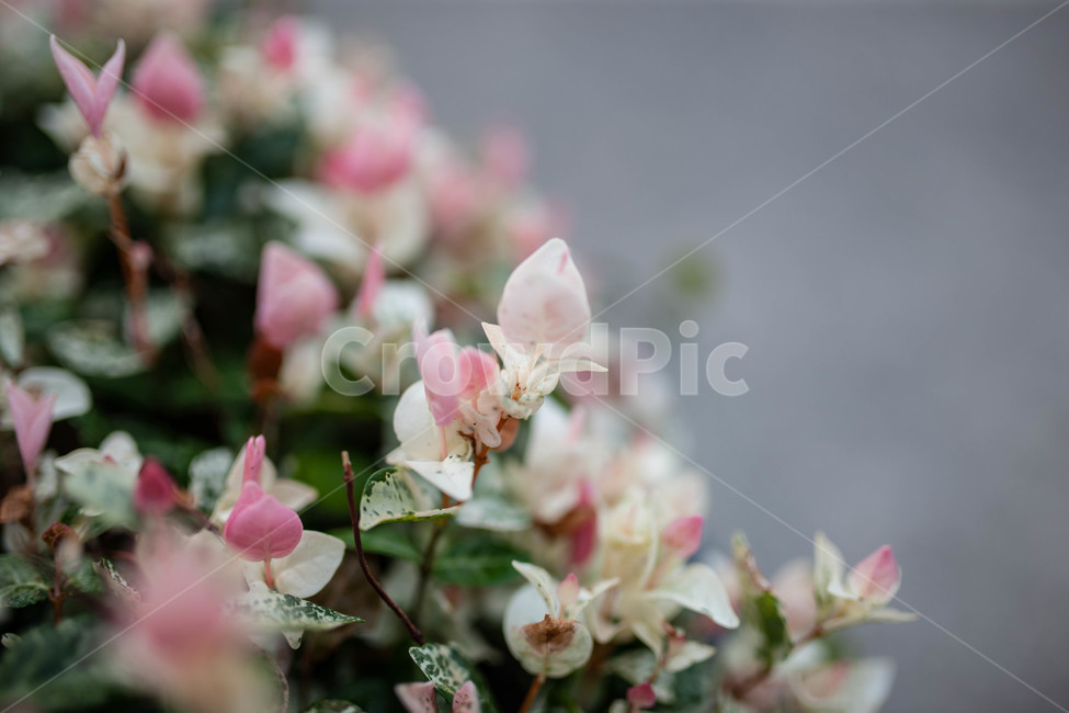 꽃,화단,flowers,식물,botanical,식물,자연,plants,nature